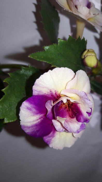 Ахіменес ахименес махровый яркий с бутонами