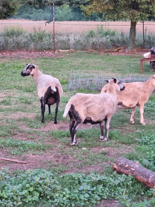 Młode owce kotne wrzosówki I kamerunki i matki z młodymi
