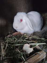 Samiczka baranek miniaturka królik króliki