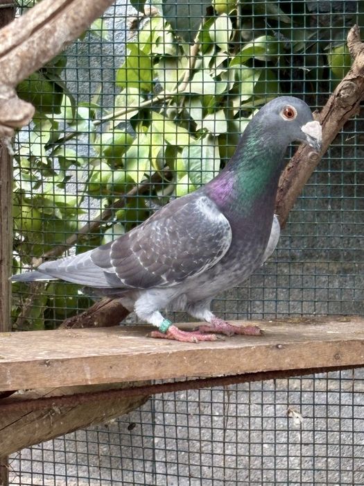 Pombos linha antiga 2025 - casais