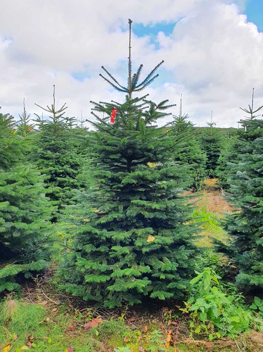 Jodła Kaukaska z plantacji cięta lub w donicy - tuchoinki.pl PLANTACJE