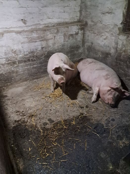 Продам кабана мясной породи