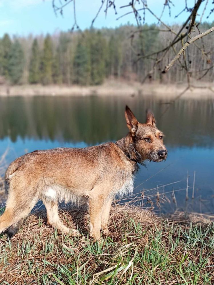 Uroczy młodziutki Simba szuka domku