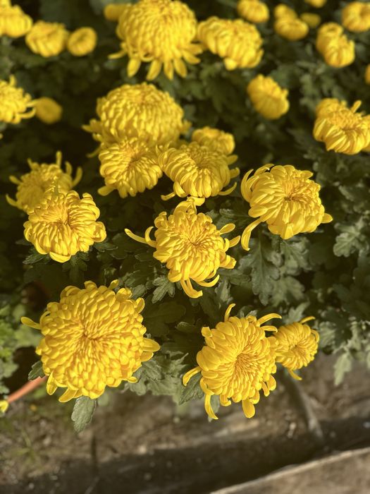 Chryzantemy - detal, hurt