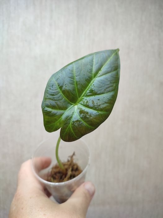Алоказия Регал Шилдс / Алоказія Регал Шілдс / Alocasia Regal Shilds