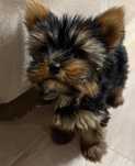 Yorkshire. York terrier. Miniaturka