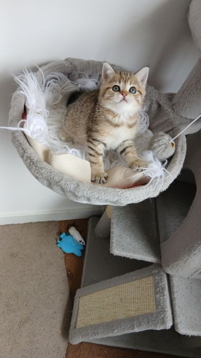 Fêmea scottish Straight. Tabby