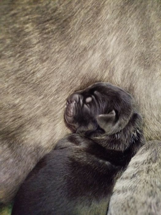 Кане корсо хлопчики та дівчатка