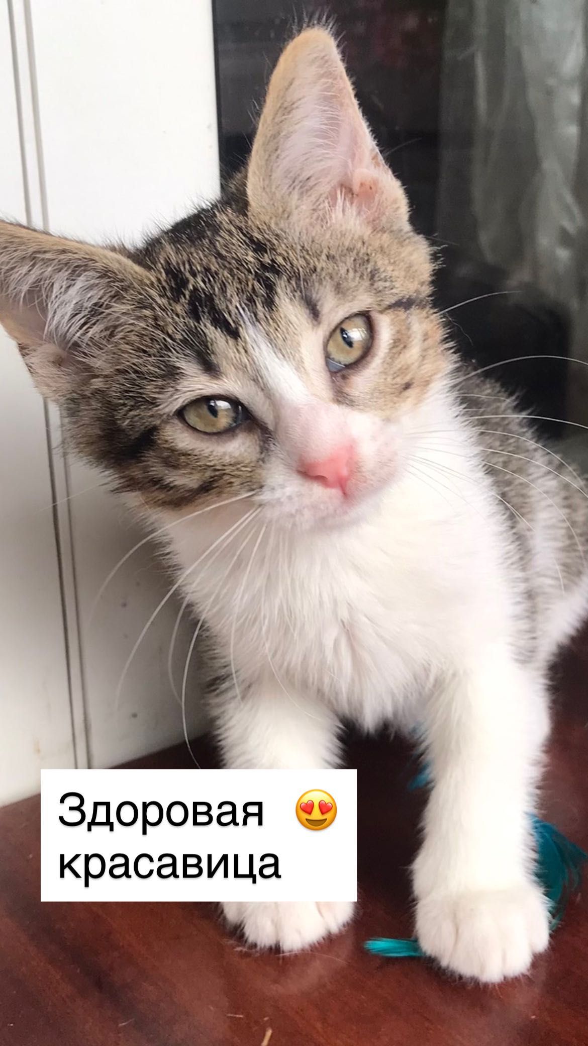 Она победила смерть . Котенок Бесплатно