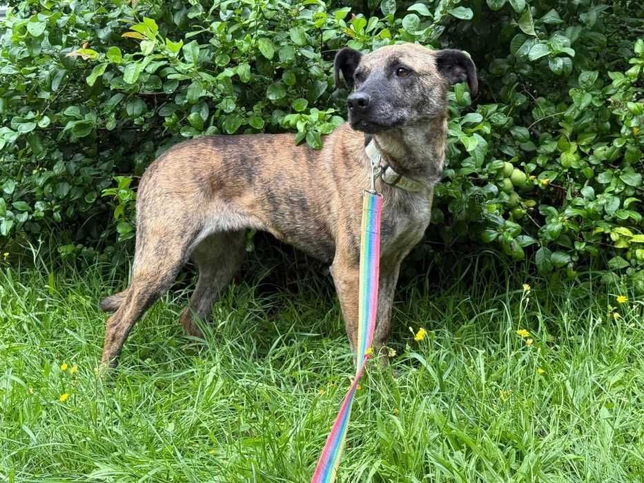 Rysia- pręgowana sunia