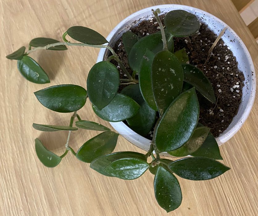 Hoya Chouke ze zdjęcia