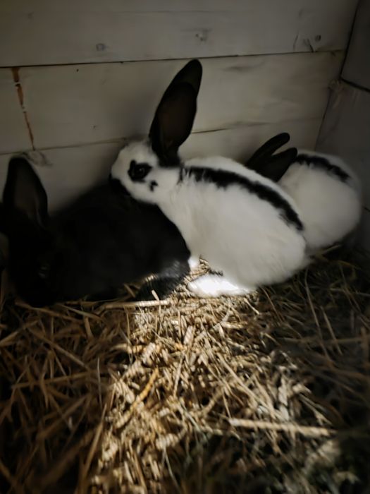 Młode kroliki Srokacz Niemiecki