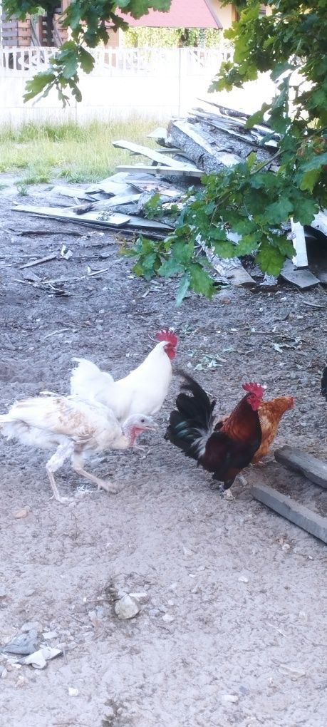 Sprzedam kogutki liliputki