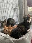 4 kociaki do adopcji