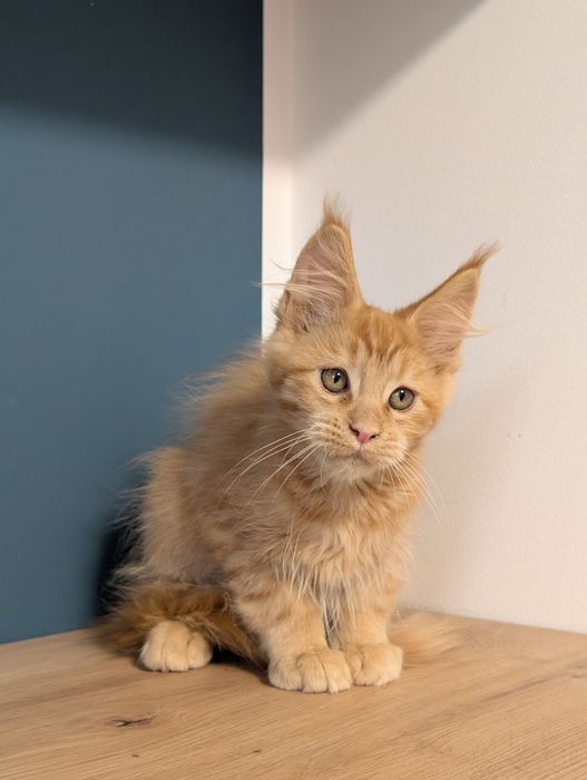 -RZERWACJA- Chester  rudy kocurek Maine Coon. Zapraszamy