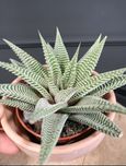 ROŚNIE Haworthia limifolia haworthiopsis
