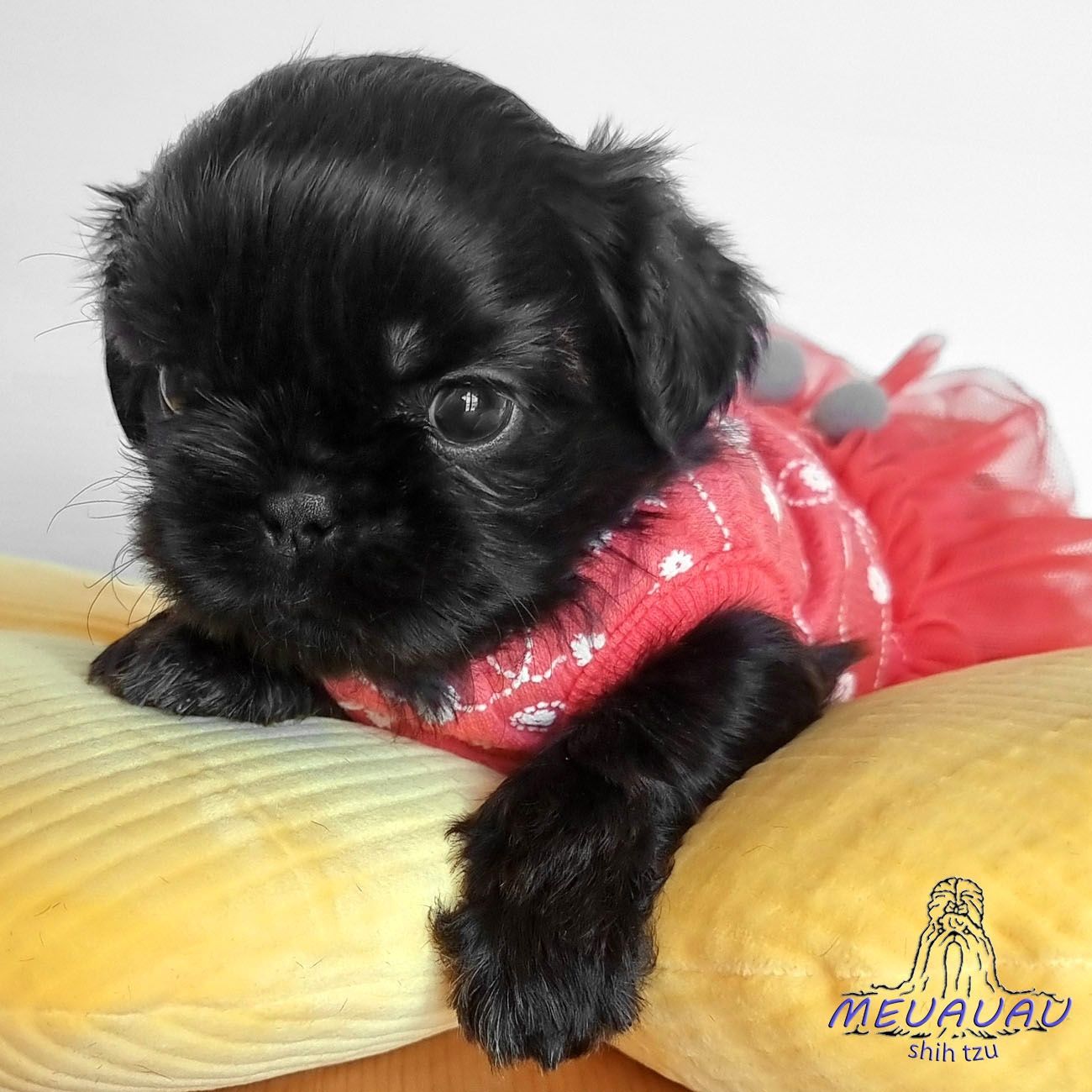 Filhote Fêmea Shih Tzu
