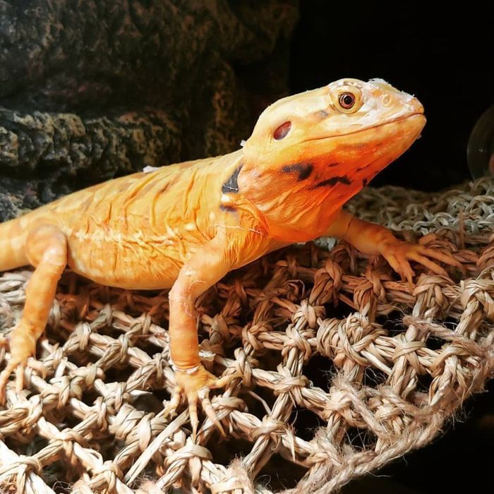 Repti-Zoo Seaweed Hammock M - Hamak Dla Gadów