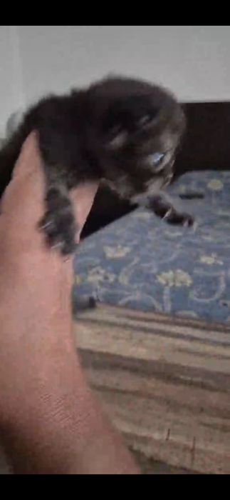 Scottish fold femea smoking