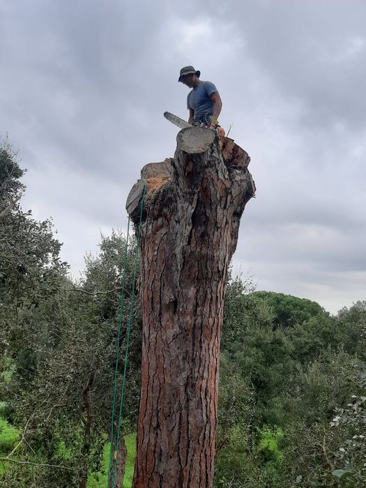 Corte e limpeza de árvores
