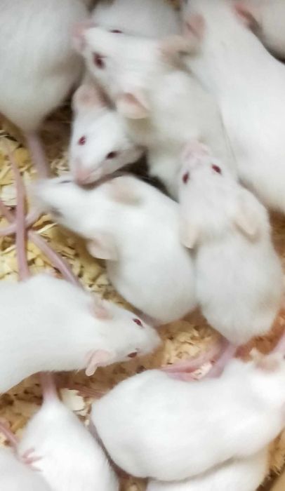 Myszy i szczury, szczur, mysz