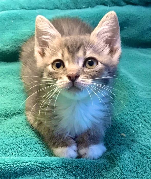 Котенок 2мес серо-голубая табби кошечка кошеня котята