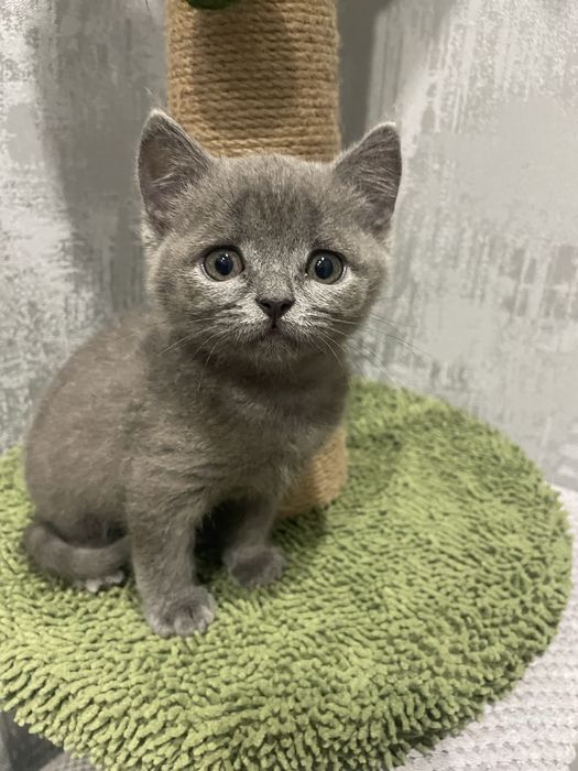 Шотландські кошенята, дівчинка