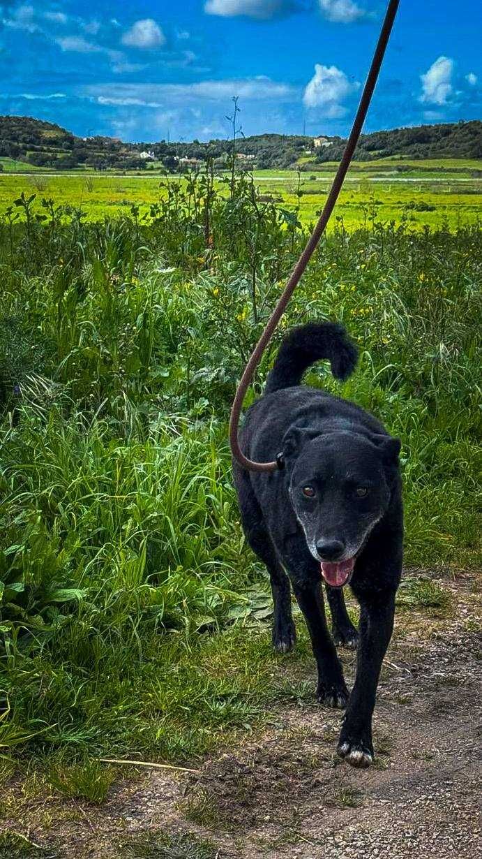 Akon - Cão médio para adoção