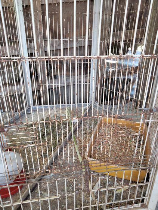 Viveiro para aves com rodas