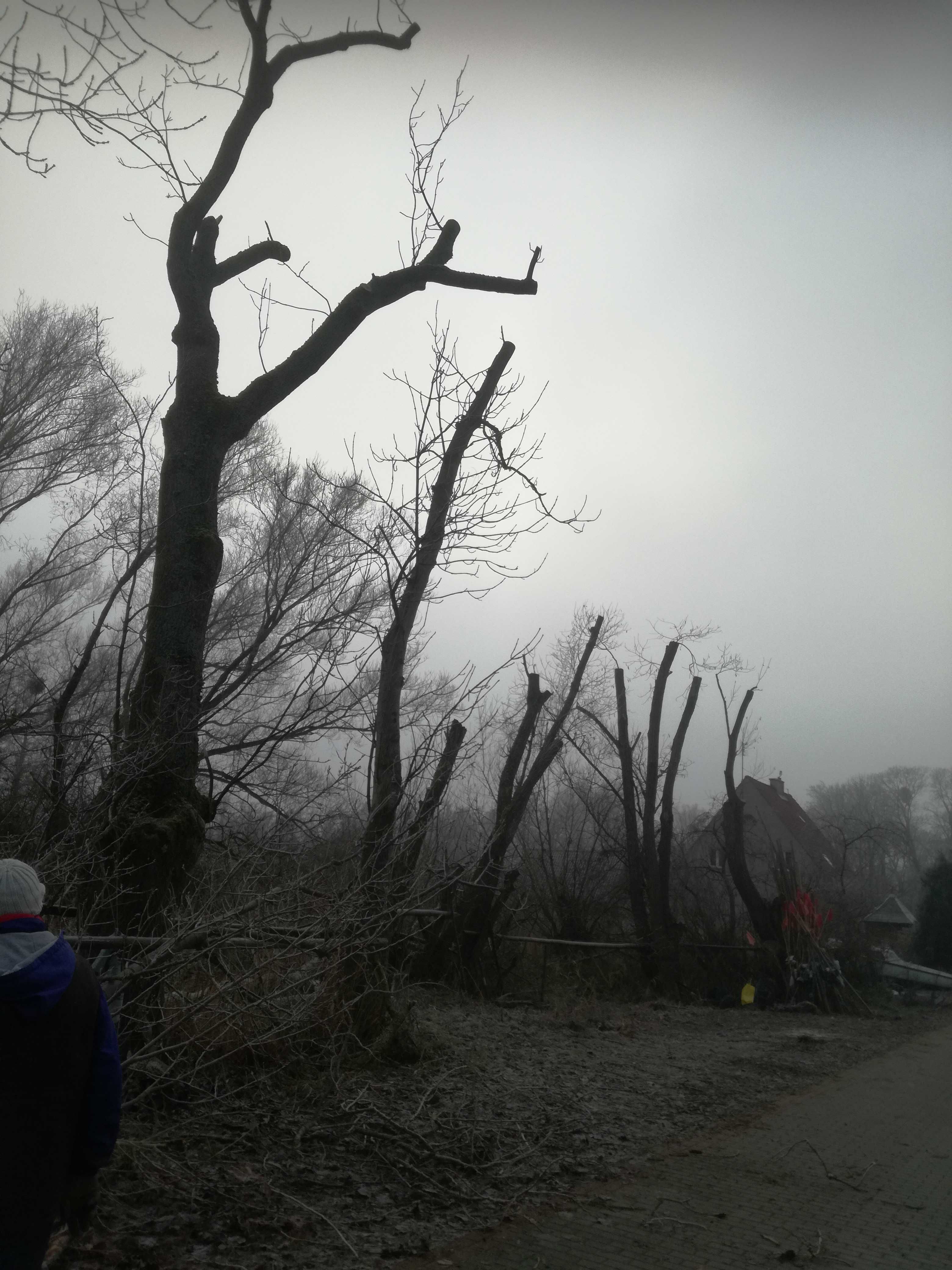 Wycinka drzew metodą ALPINISTYCZNA wraz z rebakowaniem frezowanie pni