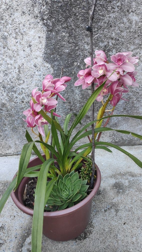 Orquídea rosa bebê