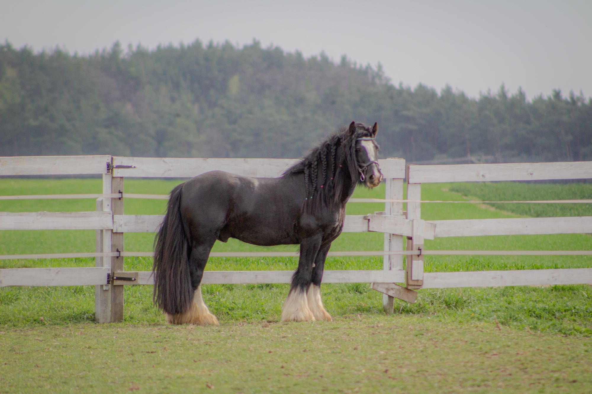 Stanówka Ogier Irish Cob/Tinker/Gypsy Cob