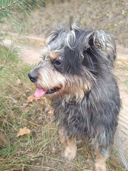 Mila sunia w typie sznaucerki