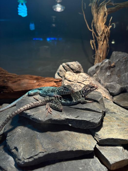 Crotaphytus collaris – Legwan obrożny