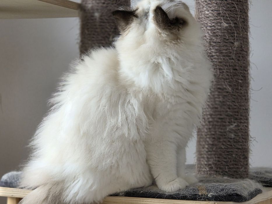 Kotka RAGDOLL  rodowód FPL