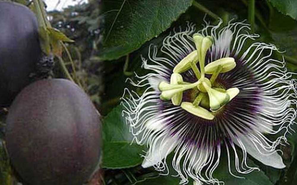 MARAKUJA Passiflora edulis+GRATISY