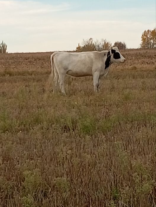 Продам тільні телиці