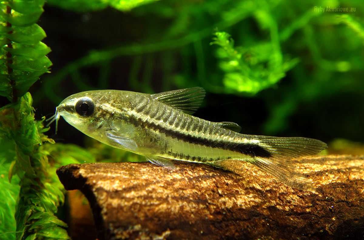 Kirysek Pigmej (Corydoras Pygmaeus) idealny do krewetkarium