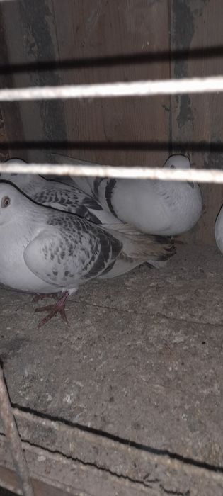 Żałobniki gołebie