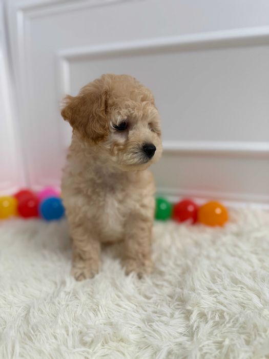 Bichpoo/Poochon Maltipoo