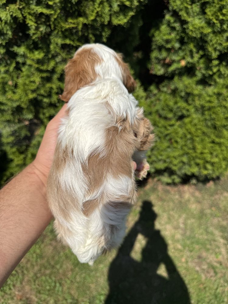 Cudowna Suczka Cavalier Blenheim Chip,Rodowód,Książeczka,Wyprawka!!
