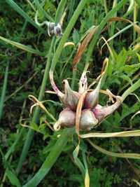 Багатоярусна цибуля, многоярусний лук для садіння посадки