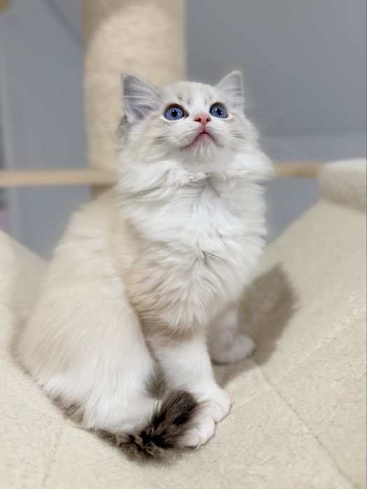 Ragdoll kociaki seal bicolor lynx z rodowodem FPL