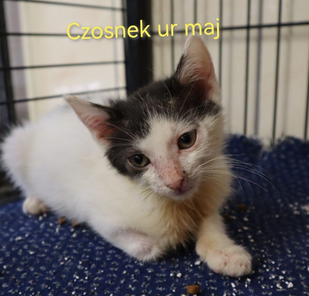 Tymianek - cudne maleństwo czeka na dom