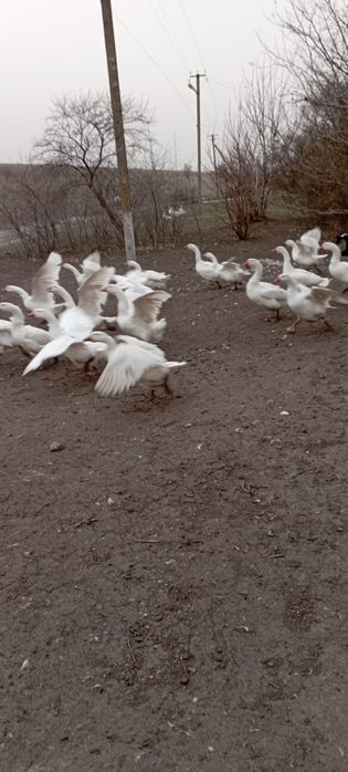 Продам гусиное яйцо породы мамут