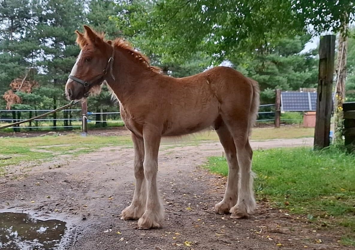 Ogierek Gypsy Cob / Irish Cob / Tinker
