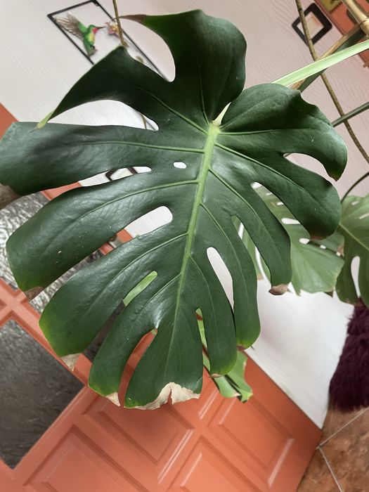 Piękna monstera