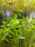 Pack de 4 pés de Bacopa caroliniana