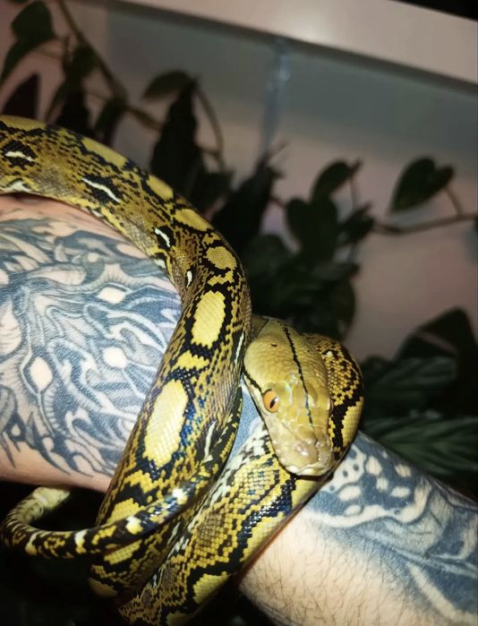 Siatkowany SAMICA Dwarf