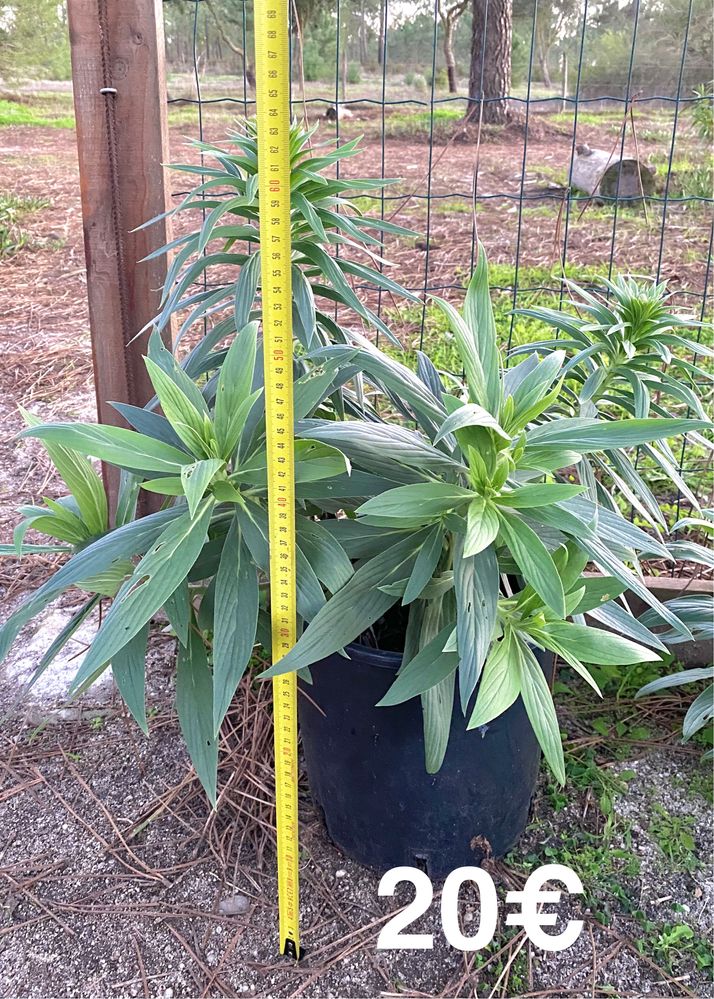 Echium Candicans / Orgulho da Madeira